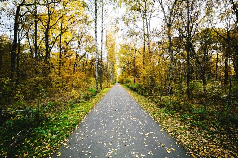 Wegereinigung und Laubbeseitigung im Herbst – sauber & gründlich durch Gartenservice Zimmermann Herbstliche Wegepflege – Laubarbeiten und Hochdruckreinigung in Berlin